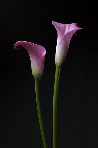 Cala Lillies, Ornamental Horticulture, Nikon D300, Arum Lily, Calla Lily Flowers, Blue Flower Wallpaper, Glass Photography, Flowery Wallpaper, Calla Lilies