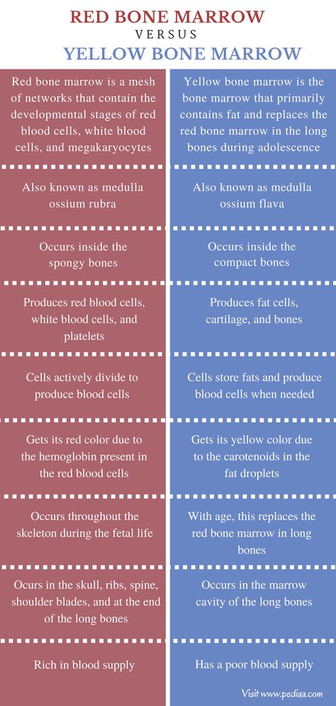 Difference Between Red and Yellow Bone Marrow | Definition, Characteristics, Function, Similarities and Differences Teas Exam, Red Bone Marrow, Skeletal System Anatomy, Types Of Bones, Basic Anatomy, Yellow Bone, When To Plant Vegetables, Student Tips, Medicine Studies