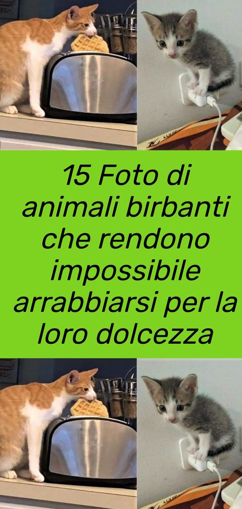 Una raccolta di 15 foto di animali cattivi che rendono impossibile arrabbiarsi per via della loro dolcezza smisurata #animali