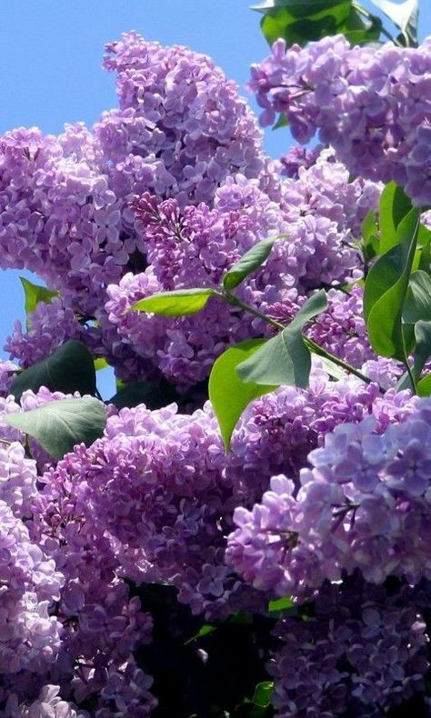 Lilac Tree, Blue And Purple Flowers, Beautiful Flowers Wallpapers, Lilac Flowers, Favorite Flower, Favorite Flowers, Purple Lilac, Flowering Trees, Beautiful Blooms