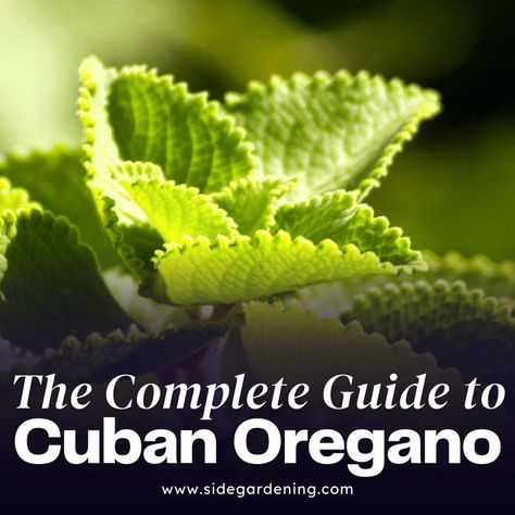 Thyme Medicinal Properties, How To Use Cuban Oregano, Cuban Oregano Plant Benefits, Cuban Oregano Plant Uses, Cuban Oregano Recipes, Cuban Oregano Plant, Cuban Oregano, Oregano Recipes, Oregano Plant