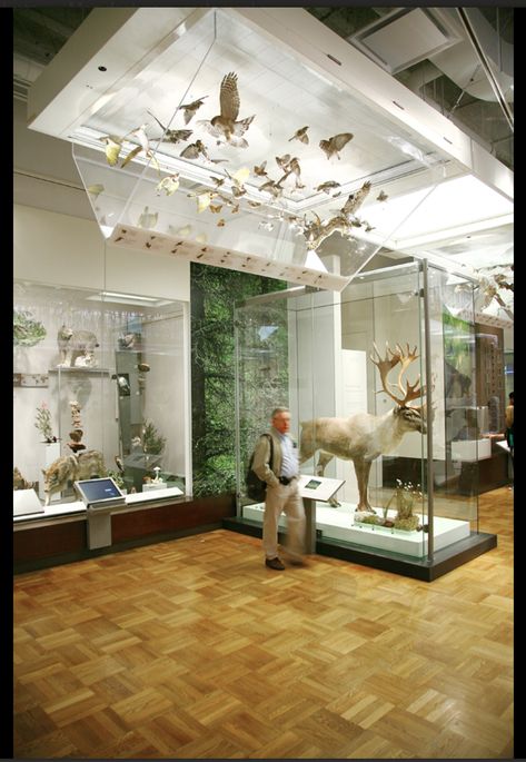 1. Exhibit cabinet that include glass case 2. Reich + Petch 3. Architizer.com 4. I like glass goes even up on the ceiling to protect birds. Natural History Museum Decor, Natural History Exhibition, Insect Exhibition, Taxidermy Museum, Science Display, Animal Taxidermy, Museum Gift Shop, Royal Ontario Museum, Museum Exhibition Design