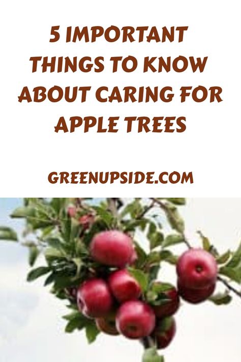 What To Plant Under Apple Trees, Planting Apple Trees, Growing Apple Trees, Apple Tree Care, Apple Plant, Pruning Fruit Trees, Growing Fruit Trees, Tree Growing, Important Things To Know