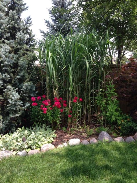 Elephant Grass Plants, Chicken Houses, Privacy Landscaping, Seed Heads, Grasses Landscaping, Garden Plans, Stay Alive, Interior Plants, Chicken House