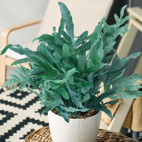 Types Of Fern Plants, Blue Star Fern, Inside House Plants, Fern Plants, Types Of Ferns, Japanese Painted Fern, Plants Pet Friendly, Plant Wishlist, Plant Goals