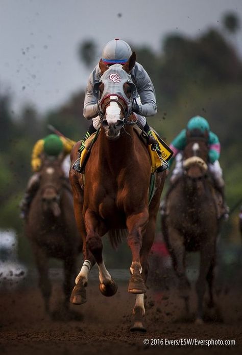 Unusual Horse, California Chrome, Kentucky Derby Horses, Thoroughbred Racehorse, Race Photography, Horse Story, Derby Winners, Equestrian Events, Beautiful Horse Pictures