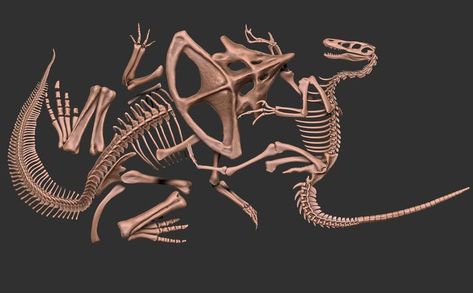 Velociraptor and Protoceratops. The fighting fossils. Take a glimpse into the last moments of these wonderful creatures. Last Moment, Waiting For Her, In This Moment