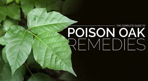 The Complete Guide To Poison Oak Remedies - Positive Health Wellness Poison Oak Remedy, Poison Oak Remedies, Poison Oak Plant, Poison Oak Rash, Poison Oak, The Poison, Wellness Blog, Diet And Nutrition, Health Wellness