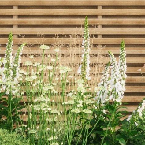 Soto on Instagram: "Stuck for garden ideas? Let Soto inspire you.  Unsure how to achieve your dream garden look? Let Soto deliver it.  Unclear on how to create a designer look garden? Allow Soto to guide you with planting plans and top quality plants.  This is Soto White: Crisp and traditional, calming and elegant. This timeless collection has been designed to coexist with both classic and modern interior styles.  The wide collections are suitable for borders approximately 1 – 1.5m deep (from front to back).  Order the individual plants or the complete garden look.  Pre-order for Spring delivery and save 20% on outside plants and pre-designed borders. Use the code NY2024 until 29.02.24.  Structure comes from Ilex Domes and Hydrangeas. The Astrantias provide sprays of delicate flowers and, Christmas Roses, Outside Plants, Garden Inspo, London House, Christmas Rose, Delicate Flowers, Garden Borders, Natural Garden, Interior Styles