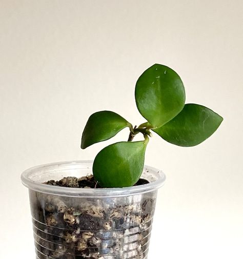 GetRarePlants - Etsy