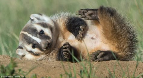 An adorable little American badger cub is seen lying on the ground in Mr Wilson's picture American Badger, Baby Badger, Car Backseat, North American Animals, Scott Wilson, Wildlife Photographer, Extinct Animals, Weird Animals, Cute Creatures