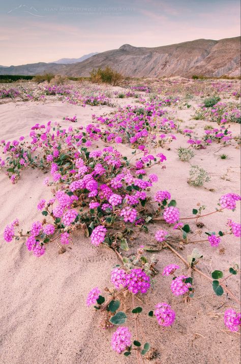 Flowers In The Desert, Mojave Desert Aesthetic, Pink Desert Aesthetic, Desert Cottagecore, California Desert Aesthetic, Desert Homestead, Garden Corner Ideas, Desert Tattoo, Aesthetic Gardening