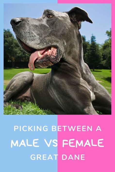 Great Dane Tips And Tricks, Great Dane Growth Chart, Great Dane Size, Great Dane Information, Chocolate Merle Great Dane, Great Dane Cropped Ears, Positive Reinforcement Dog Training, Male Vs Female, Cool Dog Houses