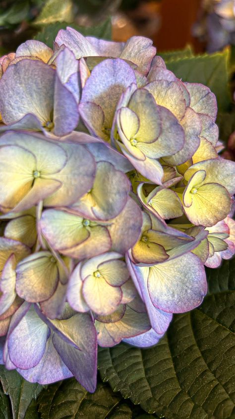 The Kanmara® Splendour in Lilac Hydrangea (Hydrangea macrophylla 'H211906') is the perfect flowering plant for shaded porches, patios, and balconies. It has large, dramatic purple-blue mophead flowers and dark green foliage. Learn more about this stunning hydrangea for full shade. Lilac Hydrangea, Mophead Hydrangea, Toxic To Dogs, Hydrangea Tree, Big Leaf Hydrangea, Bigleaf Hydrangea, Smooth Hydrangea, Hydrangea Arborescens, Panicle Hydrangea