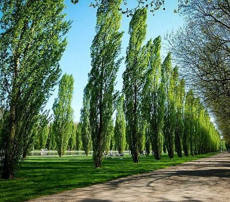 Lombardy Poplar Trees Lombardy Poplar, Backyard Privacy Screen, Privacy Trees, Poplar Tree, Columnar Trees, Hedging Plants, Backyard Privacy, Farmhouse Landscaping, Fast Growing Trees