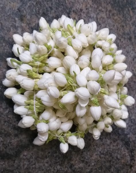 India Core, Arabian Jasmine, Indian Jasmine, Yonkers New York, Goddess Aesthetic, Jasmine Flowers, Fragrant Garden, Kerala Food, Flower Window