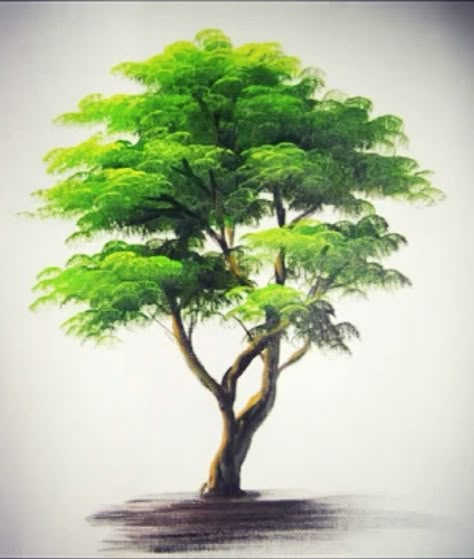 Trees Colored Pencil, Green Tree Drawing, Single Tree Painting, Realistic Tree Painting, Tree Color Pencil, Trees Art Drawing, Tree Painting Easy, Painting Of Trees, Tree Wall Painting