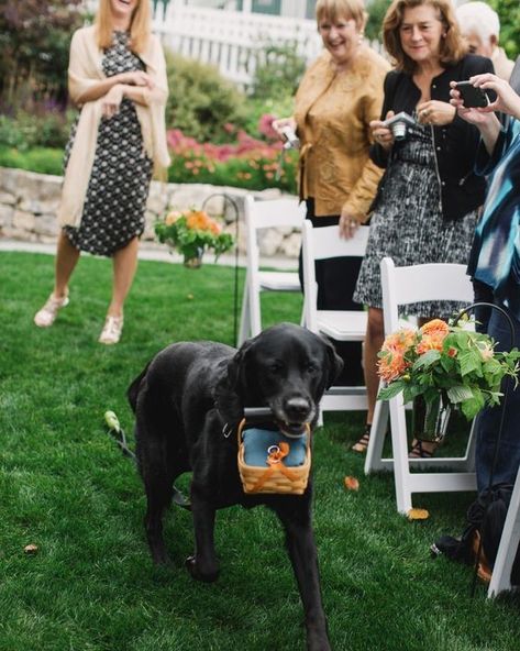 Wedding Dog Ideas, Pets In Weddings, Ring Bearer Ideas, Dogs At Weddings, Dog Ring Bearer, Wedding Dogs, Ring Bearer Dog, Dog Ring, Ring Pillows