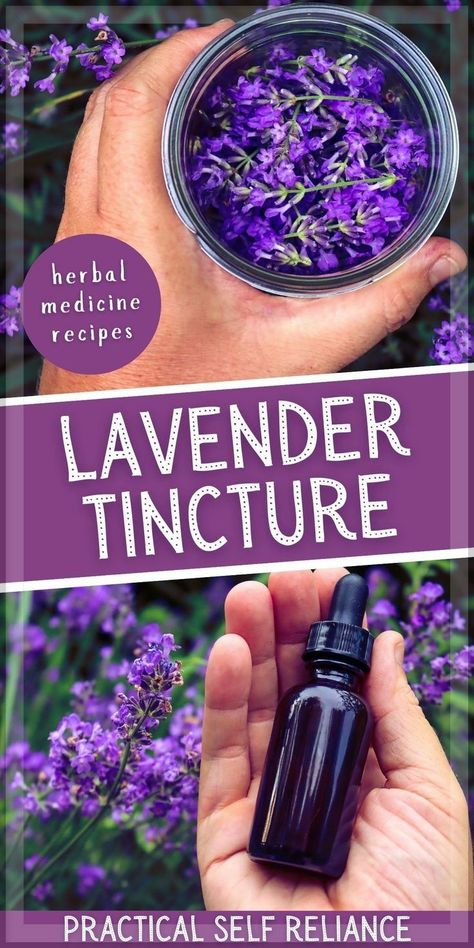 How to Make Lavender Tincture & Lavender Tincture Uses Diy Tinctures, Lavender Tincture, Herbal Tinctures Recipes, Tincture Recipes, Medicine Recipes, Herb Tinctures, Tinctures Recipes, Herbal Medicine Recipes, Diy Herbal Remedies