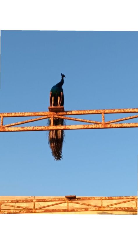 Thiruchendur Murugan Temple, Thiruchendur Murugan, Murugan Temple, Temple