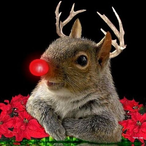 Squirrel Memes, Funny Squirrel Pictures, Christmas Squirrel, Squirrel Pictures, Squirrel Art, Squirrel Funny, Cute Squirrel, A Squirrel, Baby Squirrel