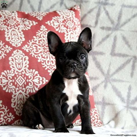 Frenchton Dog, Black Frenchies, Healthiest Dog Breeds, Designer Dogs Breeds, Puppy Litter, Puppy Room, Greenfield Puppies, Puppy Find, Designer Dogs