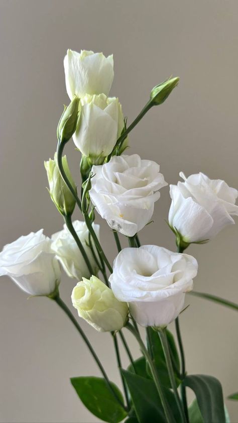 Flower Identification, White Rose Flower, Boquette Flowers, Nothing But Flowers, Wedding Flower Inspiration, Flower Therapy, Flower Backdrop, July 11, Bridal Flowers