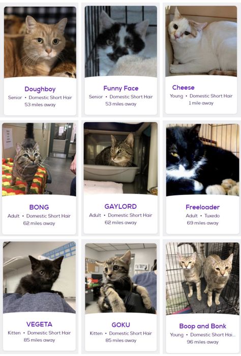 Petfinder Names, Funny Cat Names, Cat Ownership, Pet Finder, Funny Looking Cats, Lots Of Cats, Cat Names, Funny Animal Memes, Silly Cats