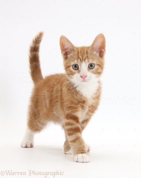 Walking Forward, Full Body Photo, Ginger Kitten, Cat Body, Kitten Photos, Cat Reference, Cat Pose, Cute Kitten, Cat Walk