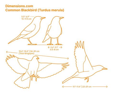 The Common Blackbird (Turdus merula) also referred to as the Eurasian Blackbird, has a long tail and back plumage. It also has an orange-yellow bill and black-brown legs. The Common Blackbird has various calls that can alert potential predators and warn them to leave. The male Common Blackbird sings from the top of trees in a low melody. Downloads online #songbirds #birds #animals Eurasian Blackbird, Common Blackbird, Bird Anatomy, Blackbird Singing, Animal Cutouts, Brown Legs, Animal Model, Animal Embroidery, Bird Drawings