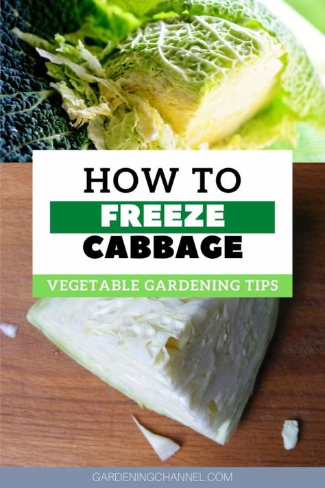 Can you freeze a cabbage? - Gardening Channel Can I Freeze Cabbage, Cabbage Recipe Freezer, Cabbage Freezing, Can You Freeze Cabbage, Freezing Cabbage, Freezing Produce, Freezing Veggies, Growing Cabbage, Jackfruit Curry