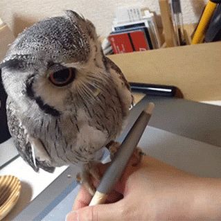 Owl in hand Awesome Owls, Beautiful Owls, Tiny Animals, Funny Owls, Funniest Videos, Owl Pictures, Beautiful Owl, Funny Birds, All Birds