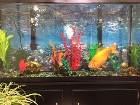 The comet goldfish is one of the best beginner fish with low care requirements and ability to tolerate most novice mistakes. Goldfish Species, Common Goldfish, Comet Goldfish, Goldfish Aquarium, Pet Goldfish, Nitrogen Cycle, Neon Tetra, Goldfish Tank, Goldfish Pond