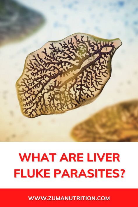 After liver flukes have been ingested, they travel from your intestines to your bile ducts in your liver where they then live and grow. Liver Flukes, Liver Fluke, Parasitic Worms, Intestinal Parasites, Parasite Cleanse, Bile Duct, Liver Health, Brain Fog, Digestion Problems