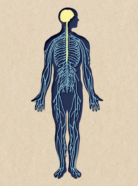 BIOTUD Application - Nervous system on Behance Nervous System Diagram, Nervous System Anatomy, Human Nervous System, Anatomical Art, What Is Health, Systems Art, Basic Anatomy And Physiology, Human Body Art, Let's Make Art