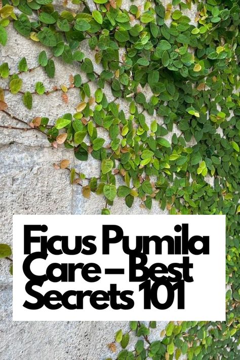 Unlock the best-kept secrets of Ficus Pumila care with our comprehensive guide!  Learn essential tips and tricks to keep your Ficus Pumila thriving and lush. Ficus Pumila, plant care, indoor gardening, trailing plants, gardening tips. Discover the ideal watering, light, and pruning methods to create a stunning green cascade in your home. Elevate your indoor gardening skills and transform your space with the beauty of Ficus Pumila IG Photo by: geplantascca Grass Alternative, Plant Fertilizer, Creeping Fig, Ficus Pumila, Fig Plant, Stone Wall Design, Backyard Plants, Backyard Gazebo, Leafy Plants