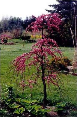 8 Smaller Trees that Make Great Focal Points Ornamental Trees Landscaping, Weeping Redbud, Small Weeping Trees, Small Ornamental Trees, Cercis Canadensis, Weeping Trees, Trees For Front Yard, Redbud Tree, Specimen Trees