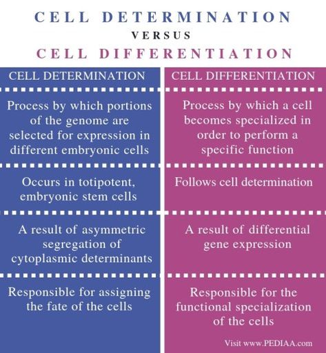 What is the Difference Between Cell Determination and Cell Differentiation Check more at https://in4arts.com/what-is-the-difference-between-cell-determination-and-cell-differentiation.html Cell Differentiation Notes, Cell Differentiation, Medical School Life, Biology Notes, What Is The Difference Between, School Life, Medical School, Toyota Camry, Homework