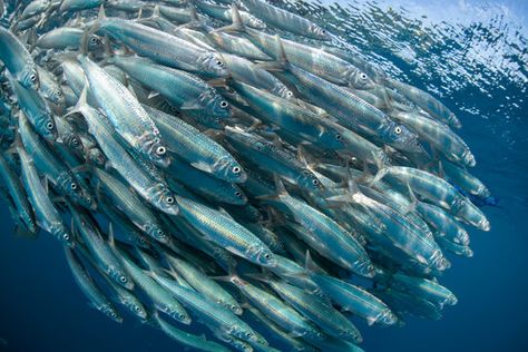 Shoal of sardines swimming in sea #AD , #sardines, #Shoal, #sea, #swimming Sardine Fish Photography, Fish People, Sea Swimming, Shading Techniques, Photography For Beginners, Ocean Life, Art References, Drawing Reference, Music Video