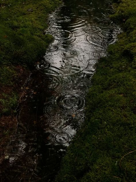 Rain In A Forest, Dark Mushroom Aesthetic, Mushrooms In Forest, Twilight Autumn, Trans Film, Rainy Garden, Artemis Aesthetic, Mushroom Picking, Dark Rain