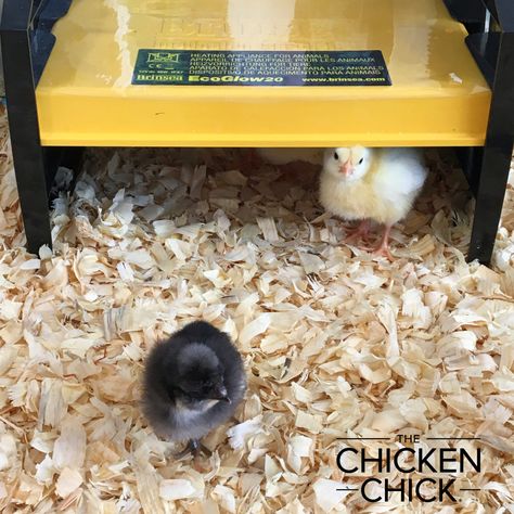 Chicks Brooder, Chick Brooder, Puppy Playpen, Chicken Poop, Farm Village, Prevent Food Waste, Human And Animal, Chicken Coop Run, Hatching Chicks