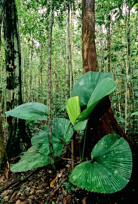 Big Leaf Plants, Jungle Plants, Jungle Life, Forest Plants, Parc D'attraction, Misty Forest, Big Leaves, Deciduous Trees, Environment Design