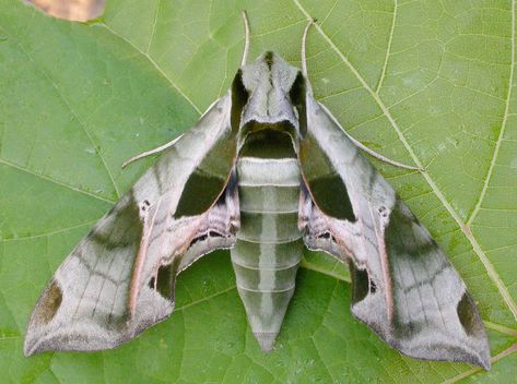 Eumorpha pandora photographed by David Beadle in Wilson Tract, Norfolk County, Ontario, Canada Sphinx Moth, Moth Man, Butterfly And Moth, Moth Tattoo, Beautiful Bugs, Creepy Crawlies, Arthropods, Arachnids, Cute Creatures