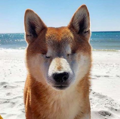 Man Hikes the Florida Trail With His Blind Dog — And It's Epic - The Dodo Florida Trail, Types Of Hiking, Blind Dog, Best Dog Beds, Shiba Inu Dog, Hiking Dogs, Dog Door, Great Pyrenees, Animal Stories