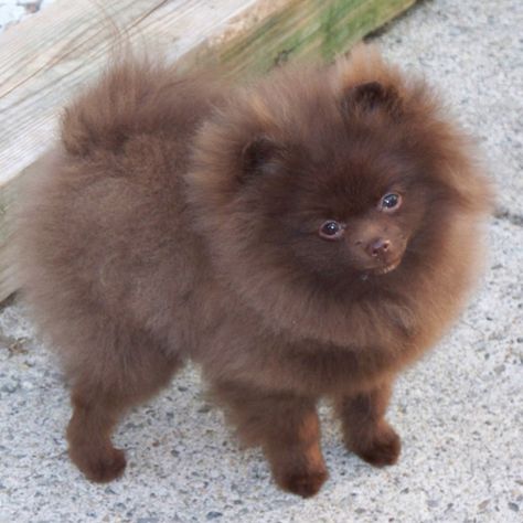 Pomeranian! Coco colored! Chocolate Pomeranian, Pomeranian Colors, Baby Pomeranian, Pomeranian Husky, Pomeranian Breed, Teacup Pomeranian, Cute Pomeranian, Getting A Puppy, Pomeranian Dog