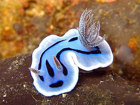 The colourful underwater world of Nudibranchs - Photograph by David Doubilet / Source National Geographic Sea Slugs, Animal Spirit, Sea Snail, Sea Slug, Beautiful Sea Creatures, Underwater Creatures, Underwater Life, Exotic Fish, Slug