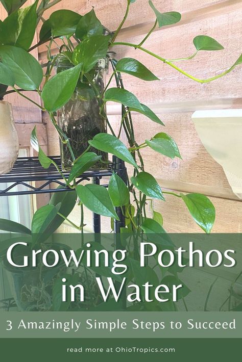 Pothos Hydroponic, Plant Clippings In Water, Pothos Cuttings In Water, Pothos Planter Ideas, Pothos Vine Ideas, Growing Pothos In Water, Pothos Propagation Water, Pathos In Water, Pothos Plant In Water