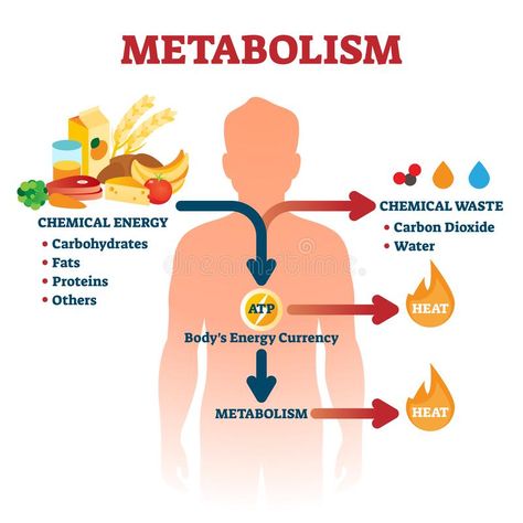 Metabolism vector illustration. Labeled chemical energy educational scheme. Explanation diagram with food carbohydrates, fats and proteins reactions to create stock illustration Boost Metabolism Drink, Chemical Waste, Chemical Energy, Body Energy, Hormone Levels, Chemical Reactions, Body Composition, Biochemistry, Boost Your Metabolism