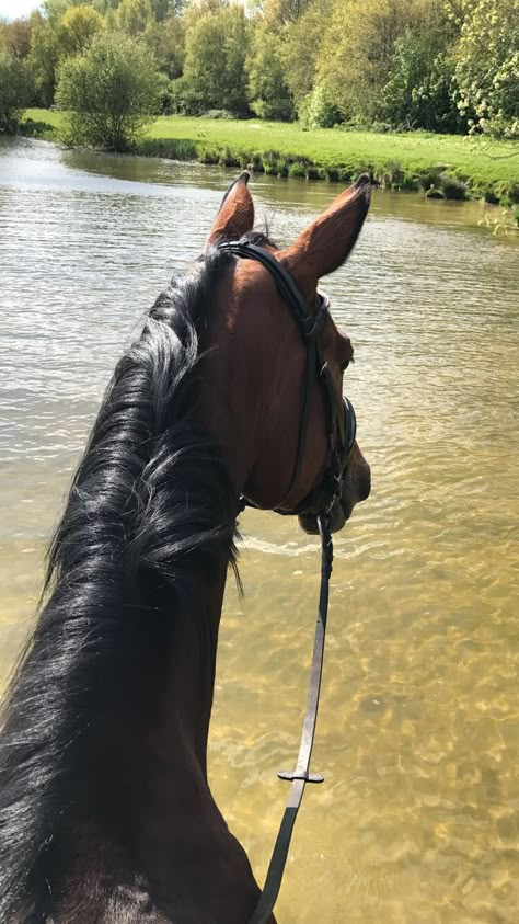 Horse Riding Aesthetic, Dream Horse Barns, Equestrian Aesthetic, Horse Mane, Beautiful Horse Pictures, Flipagram Instagram, Bay Horse, Horse Videos, Horse Aesthetic