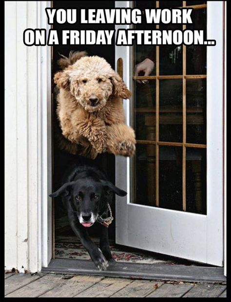 Happy Friday Happy Friday Meme, Excited Dog, Friday Meme, Funny Friday Memes, Husky Funny, Dog Quotes Funny, Funny Dog Memes, Friday Afternoon, Friday Humor